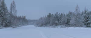 3440x1440 Winter Forest Wallpaper