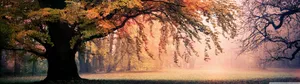 3840x1080 4k Autumn Forest Wallpaper