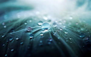 3d Hd Dew Drops Wallpaper