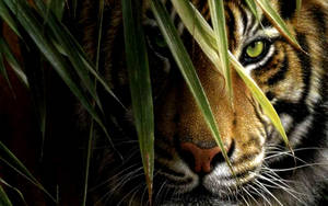 3d Hd Staring Tiger Wallpaper