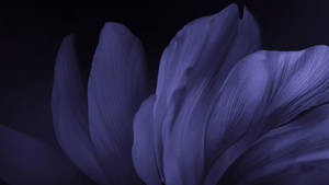 4d Ultra Hd Dusty Purple Petals Wallpaper