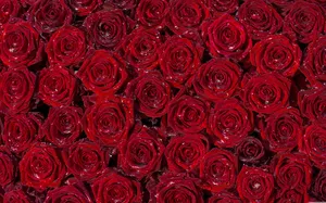 4k Arranged Red Roses Wallpaper