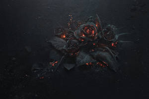 4k Burned Rose Wallpaper