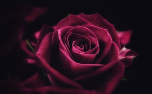 4k Close-up Red Rose Wallpaper