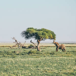 4k Elephant And Lone Tree Wallpaper