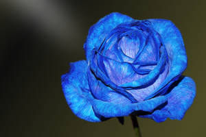 4k Exotic Blue Rose Wallpaper