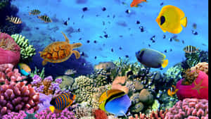 4k Fish And Other Marine Life Wallpaper