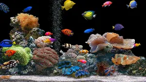 4k Fish And Other Sea Creatures In An Aquarium Wallpaper
