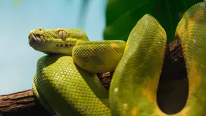 4k Green Tree Phyton Wallpaper