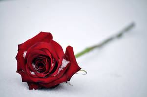 4k Icy Red Rose Wallpaper