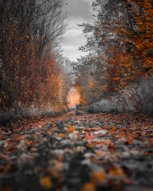 4k Iphone Autumn Gravel Road Wallpaper