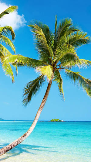 4k Iphone Bent Coconut Tree On Beach Wallpaper