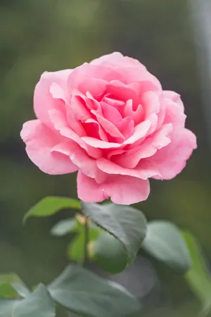 4k Iphone Pink Rose Wallpaper