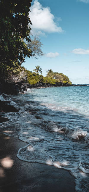 4k Iphone Trees On Beach Shore Wallpaper