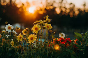 4k Landscape Flower Garden Sunset Wallpaper