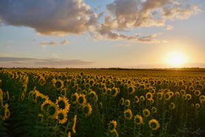 4k Landscape Sunflower Farm Sunset Wallpaper