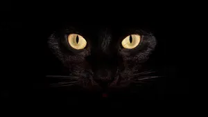 4k Laptop Cat Eyes Wallpaper