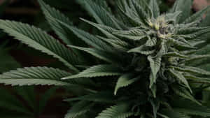4k Marijuana Growing Wallpaper