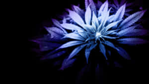4k Neon Marijuana Wallpaper