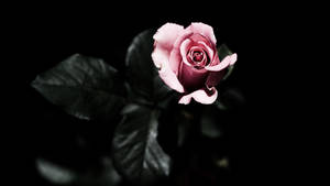 4k Pink Rose In The Dark Wallpaper