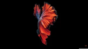 4k Red Fish Wallpaper