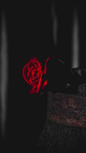 4k Rose On A Rusty Vase Wallpaper