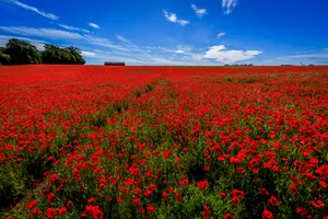 4k Sky Red Poppy Flower Field Wallpaper