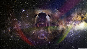 4k Space Growling Bear Wallpaper