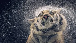 4k Tiger Shaking Head Wallpaper