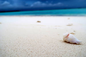 4k Ultra Hd Beach Seashell Wallpaper