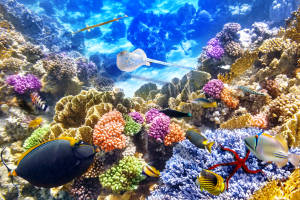 4k Ultra Hd Fish Colorful Coral Reef Wallpaper