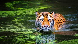 4k Ultra Hd Windows Of Tiger Wallpaper