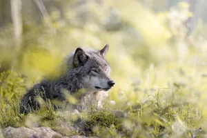 4k Ultra Hd Wolf Hunting Wallpaper