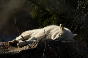 4k Ultra Hd Wolf Sleeping Wallpaper