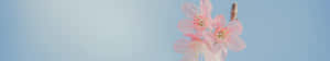 7680 X 1440 Pink Flower Wallpaper