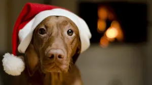 8k Christmas Vizsla Dog Wallpaper