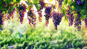 8k Ultra Hd Purple Grapes Cluster Wallpaper