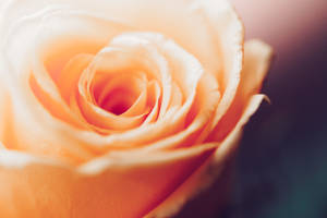 8k Ultra Hd Vintage Orange Rose Wallpaper