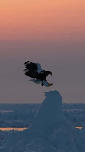A Bald Eagle Flies Over A Frozen Body Of Water Wallpaper
