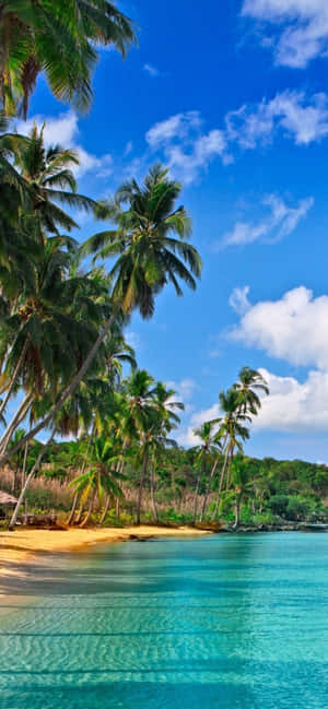 A Beach With Palm Trees And Blue Water Wallpaper