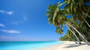 A Beach With Palm Trees And Blue Water Wallpaper