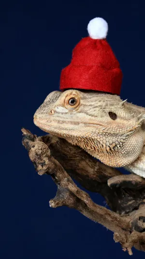 A Bearded Dragon Wearing A Santa Hat Wallpaper