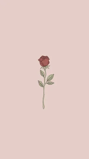A Beautiful And Delicate Cute Rose. Wallpaper