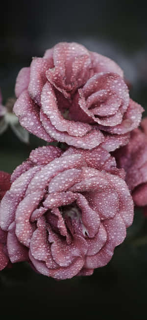 A Beautiful And Fragrant Cute Rose. Wallpaper