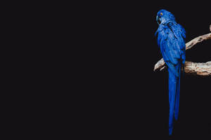 A Beautiful Blue Parrot Wallpaper