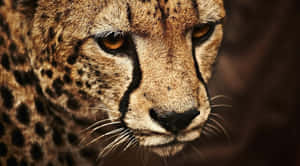 A Beautiful Cheetah Running In The Wild Wallpaper