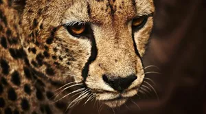 A Beautiful Cheetah Running In The Wild Wallpaper