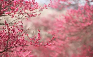 A Beautiful Cherry Blossom Tree In Full Bloom Wallpaper