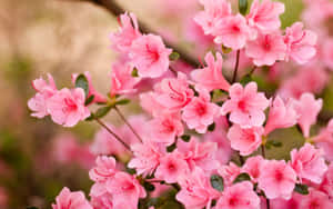 A Beautiful Cherry Blossom Tree Surrounded By Delicate Petals Wallpaper