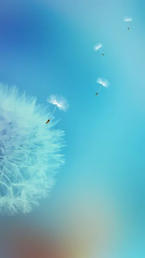 A Beautiful Dandelion Wallpapers On Samsung Galaxy S7 Edge Display Wallpaper